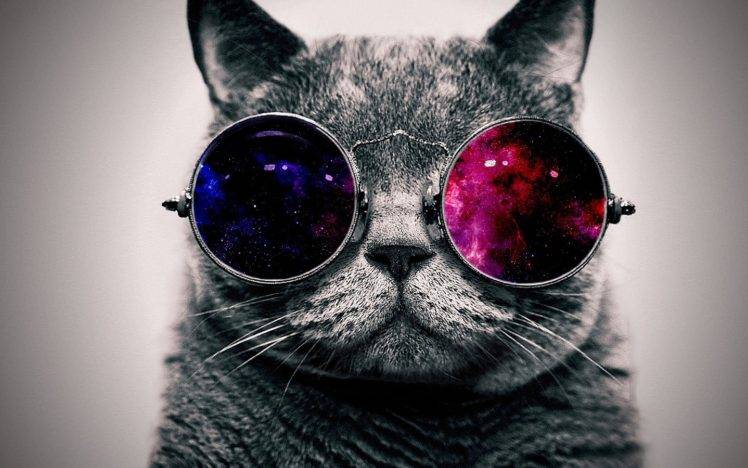 cat, Animals, Digital art, Glasses HD Wallpaper Desktop Background