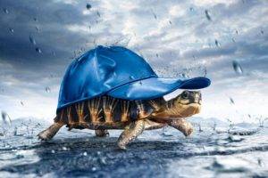 artwork, Rain, Turtle