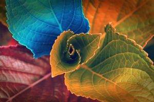 digital art, Plants, Leaves, Colorful
