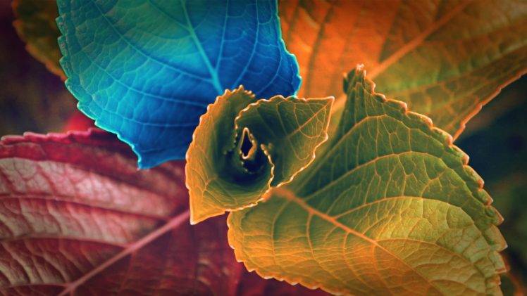 digital art, Plants, Leaves, Colorful HD Wallpaper Desktop Background