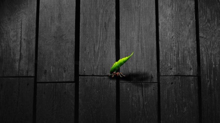 insect, Artwork, Texture, Leaves, Animals, Ants HD Wallpaper Desktop Background