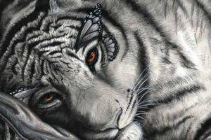 artwork, Tiger