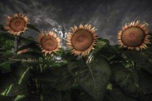 digital art, Flowers, Sunflowers, Plants