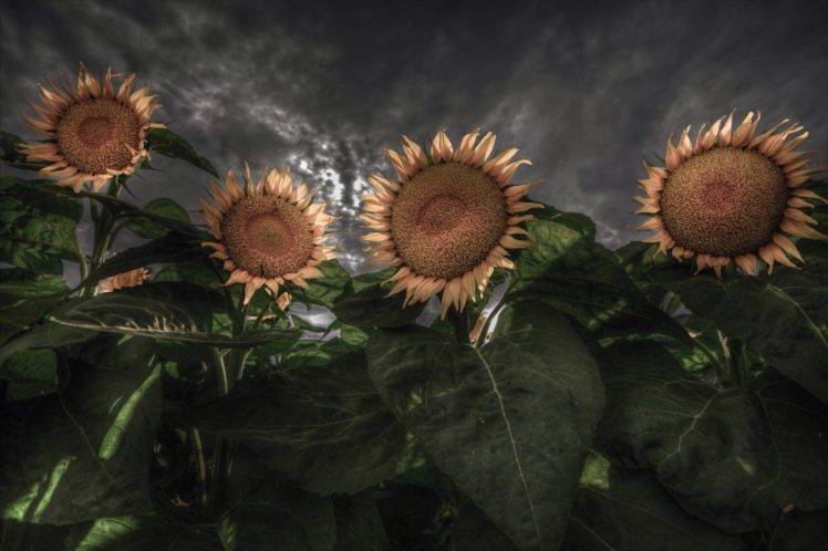 digital art, Flowers, Sunflowers, Plants HD Wallpaper Desktop Background