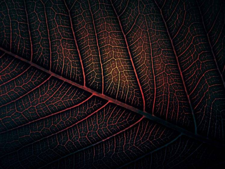 leaves, Minimalism, Nature, Red, Digital art, Artwork HD Wallpaper Desktop Background