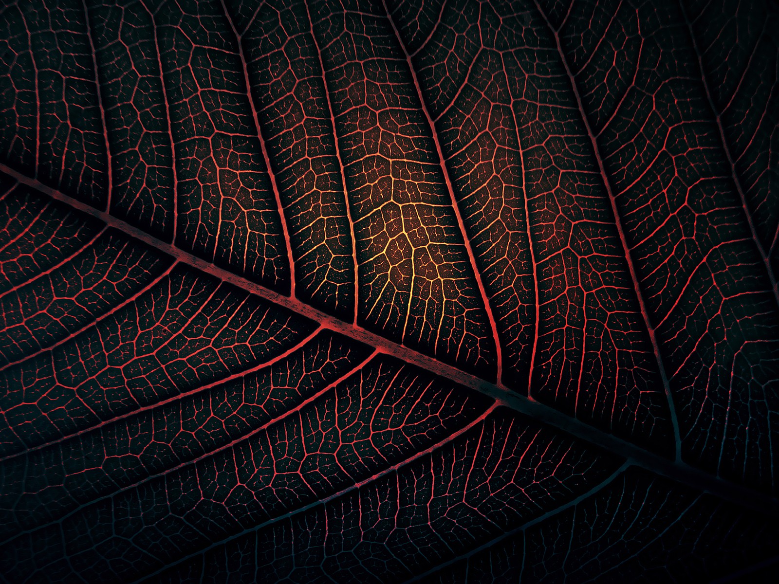 leaves, Minimalism, Nature, Red, Digital art, Artwork Wallpaper