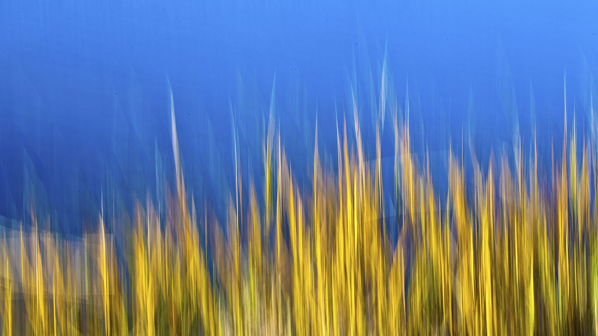 digital art, Blue background, Plants Wallpaper