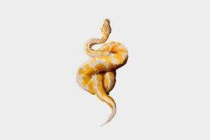 animals, White background, Simple, Snake, Artwork