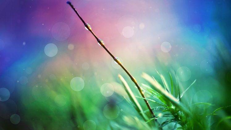 macro, Plants, Water drops, Digital art HD Wallpaper Desktop Background