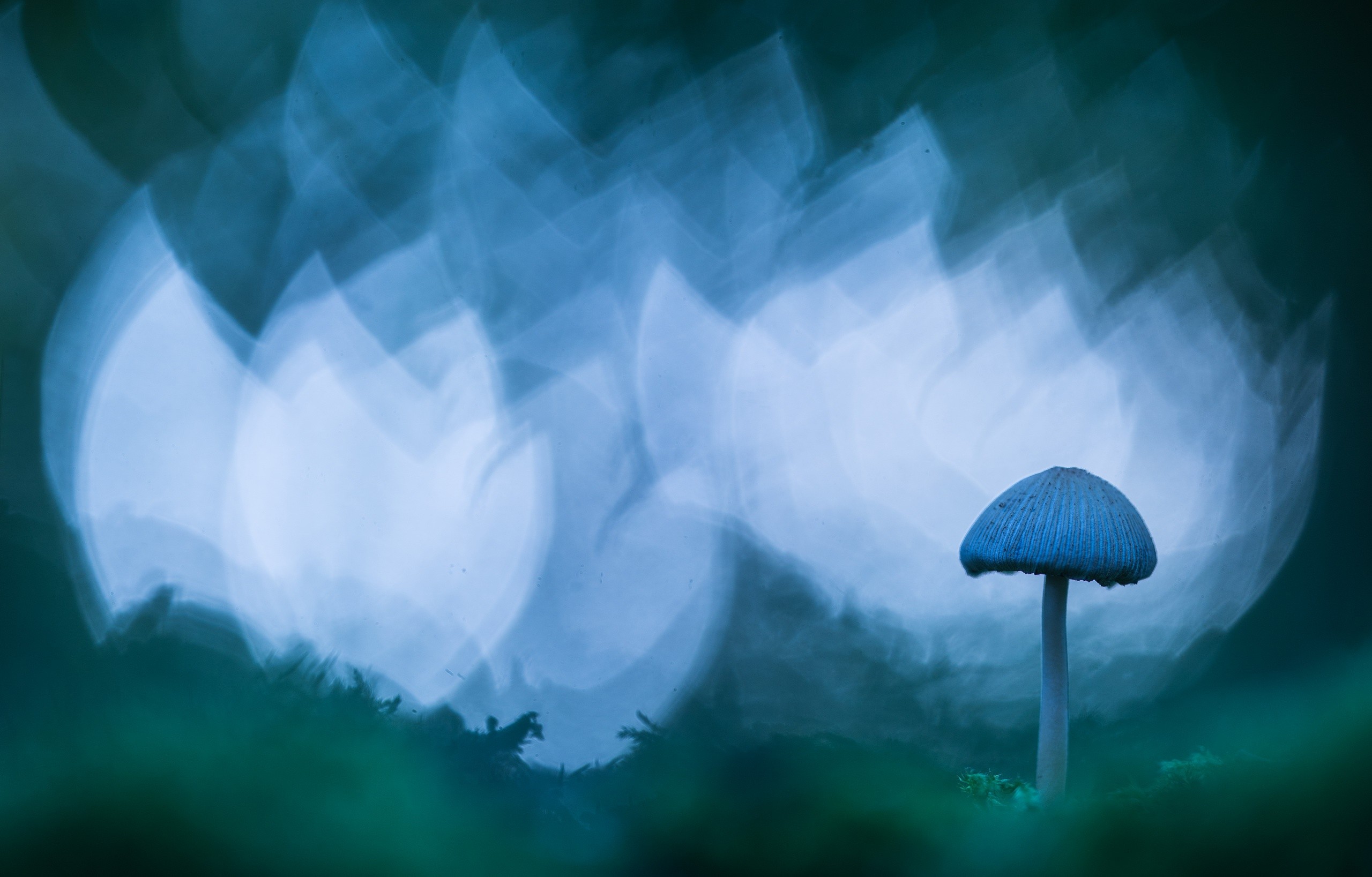 mushroom, Artwork Wallpaper
