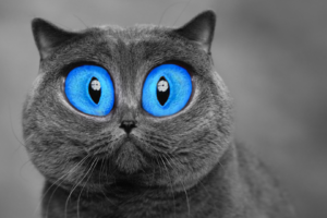 blue eyes, Cat, Animals