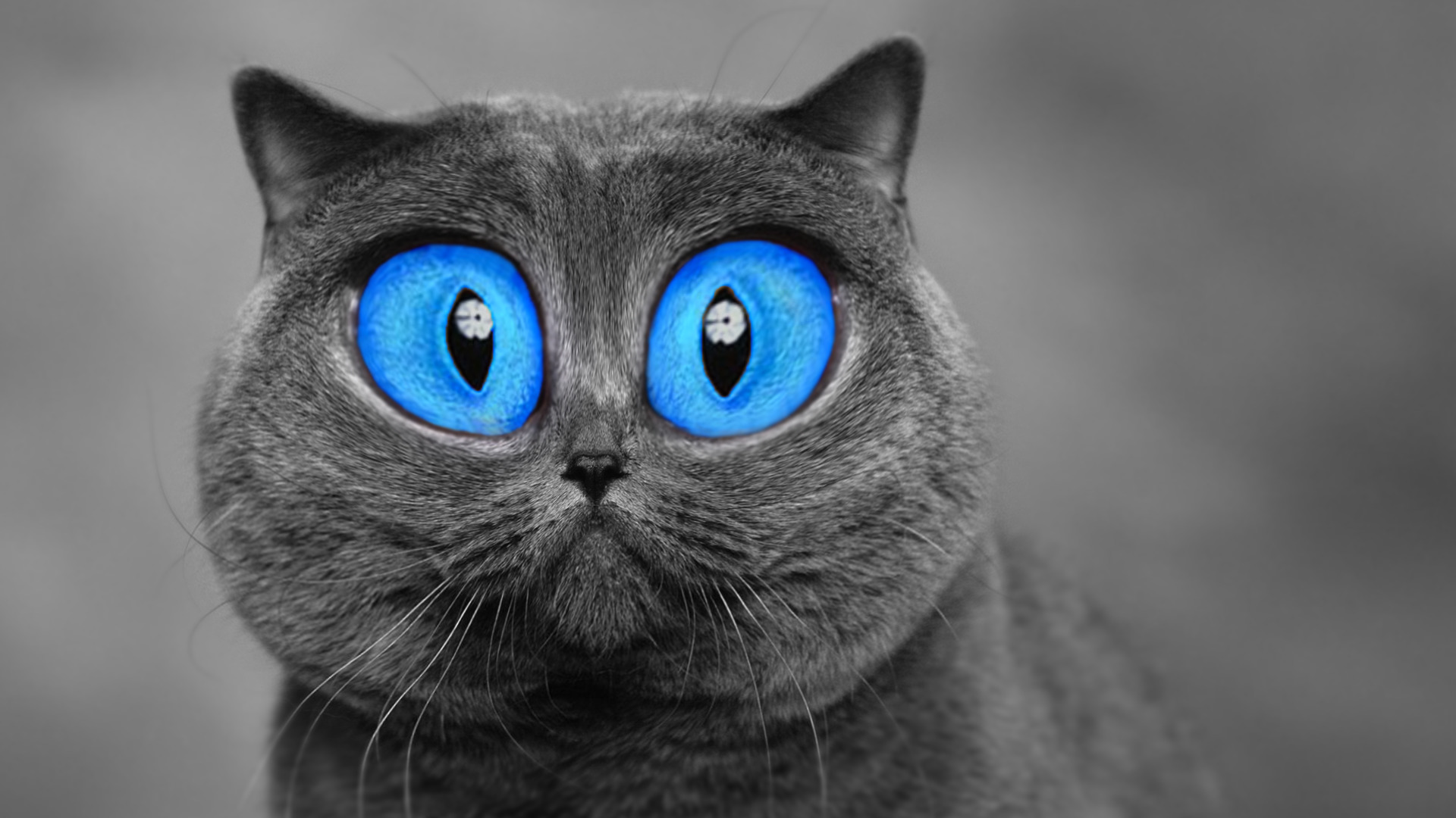 blue eyes, Cat, Animals Wallpaper