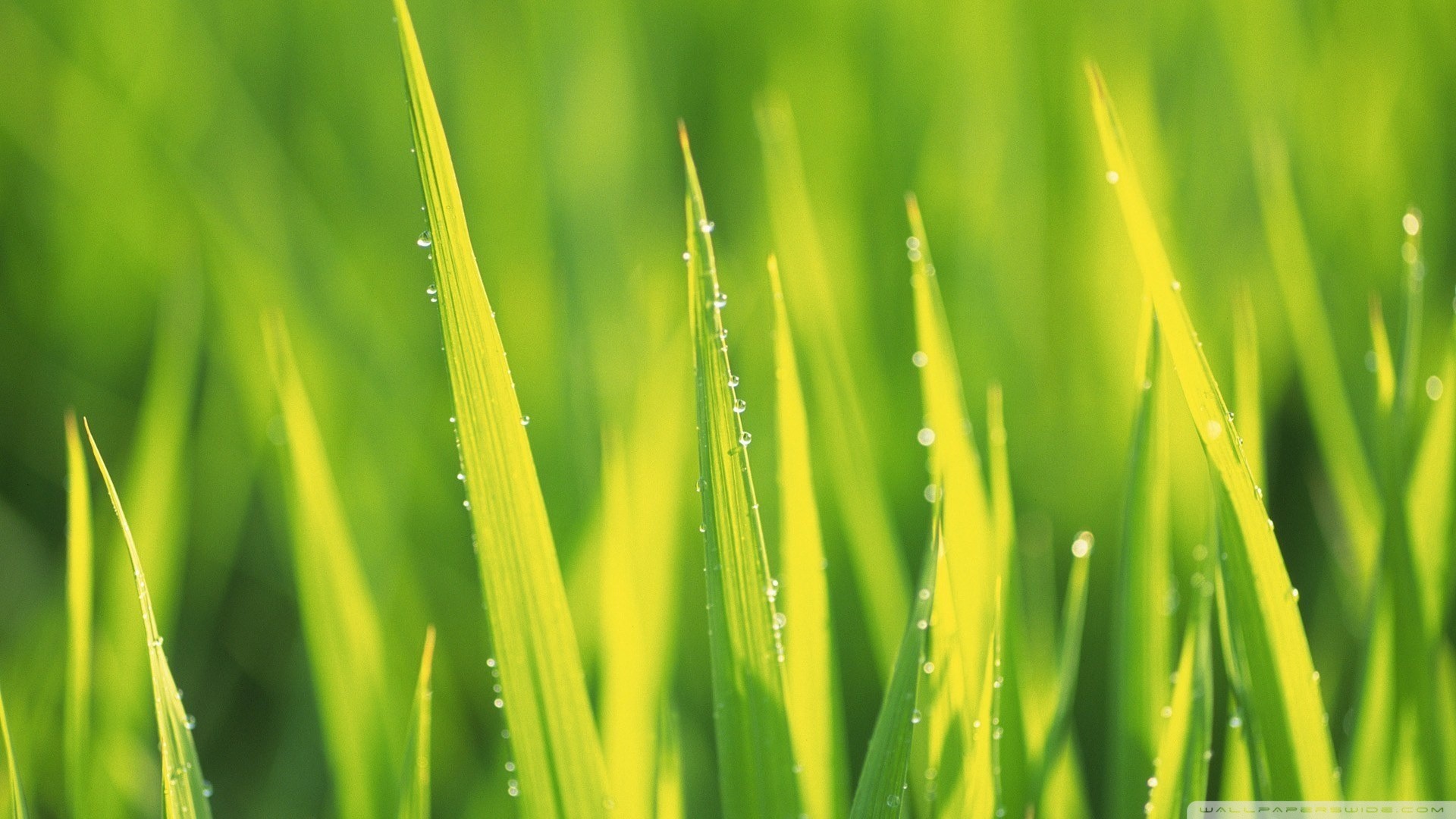 grass, Green Wallpapers HD / Desktop and Mobile Backgrounds