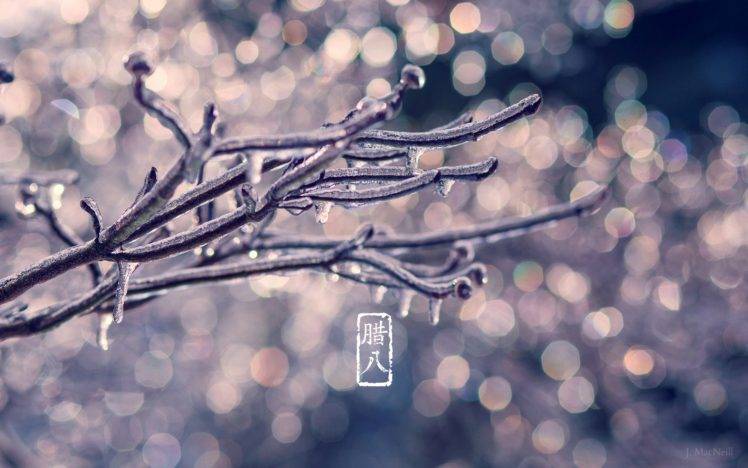 plants, Winter, Ice HD Wallpaper Desktop Background