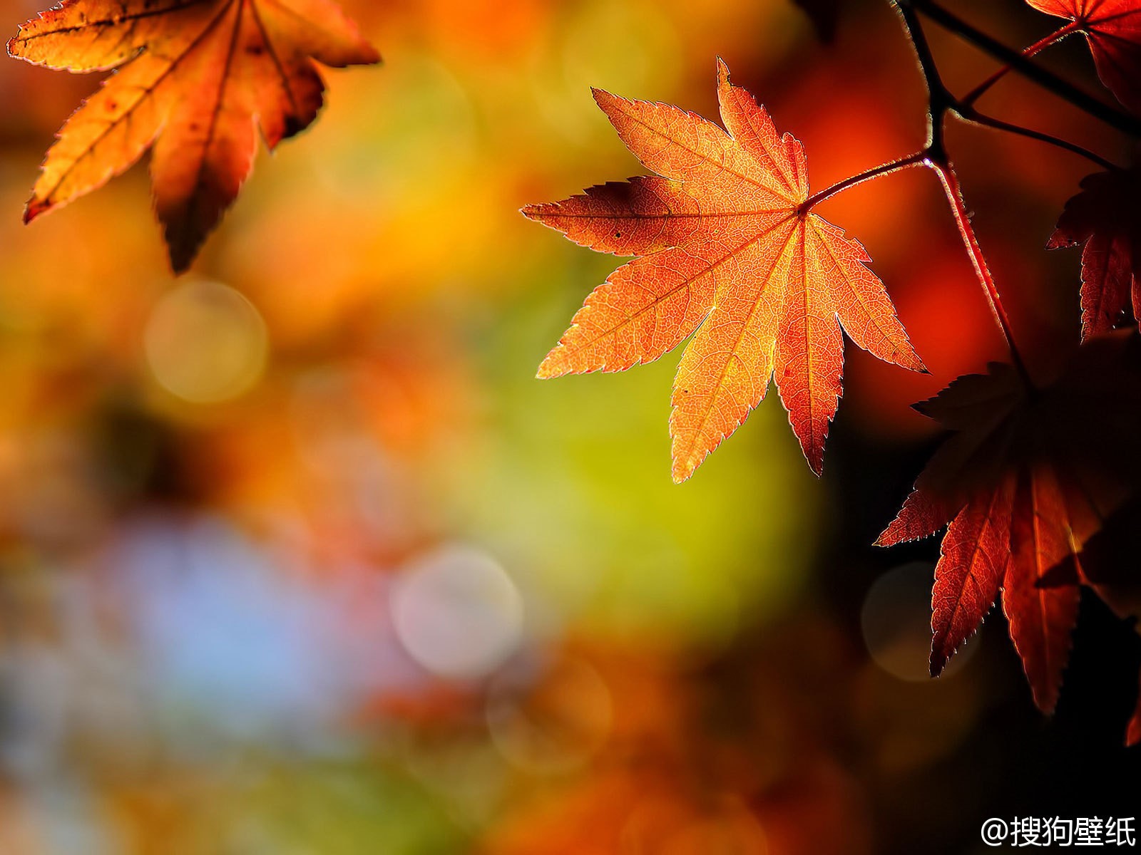 leaves, Plants Wallpaper