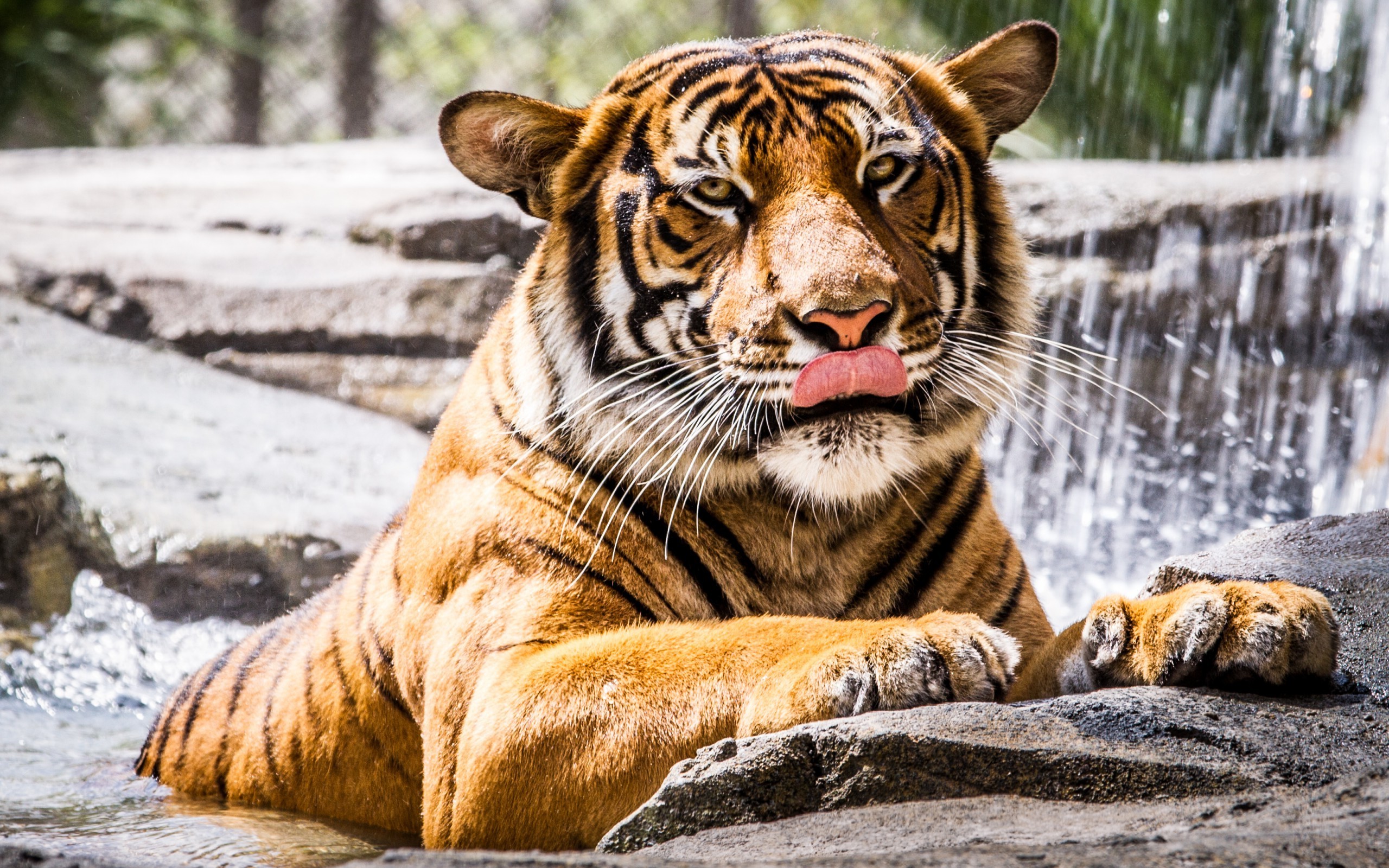 tiger, Animals Wallpaper