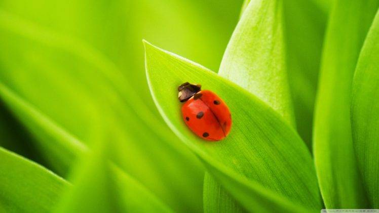 ladybugs, Grass, Green HD Wallpaper Desktop Background