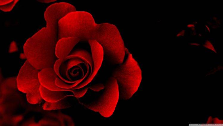 rose, Red flowers, Flowers HD Wallpaper Desktop Background