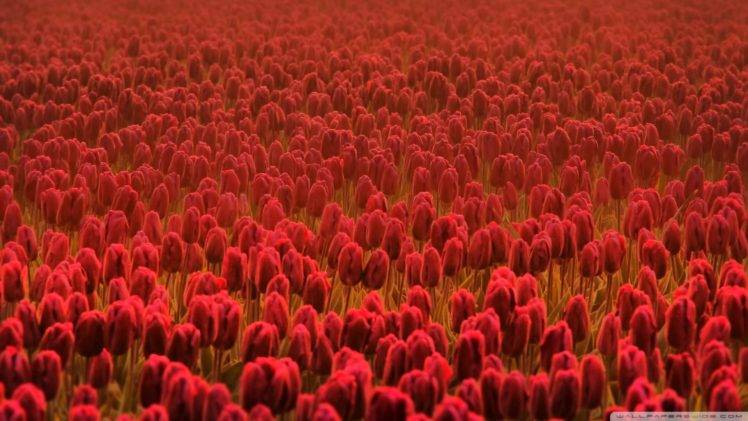 flowers, Tulips, Red flowers HD Wallpaper Desktop Background