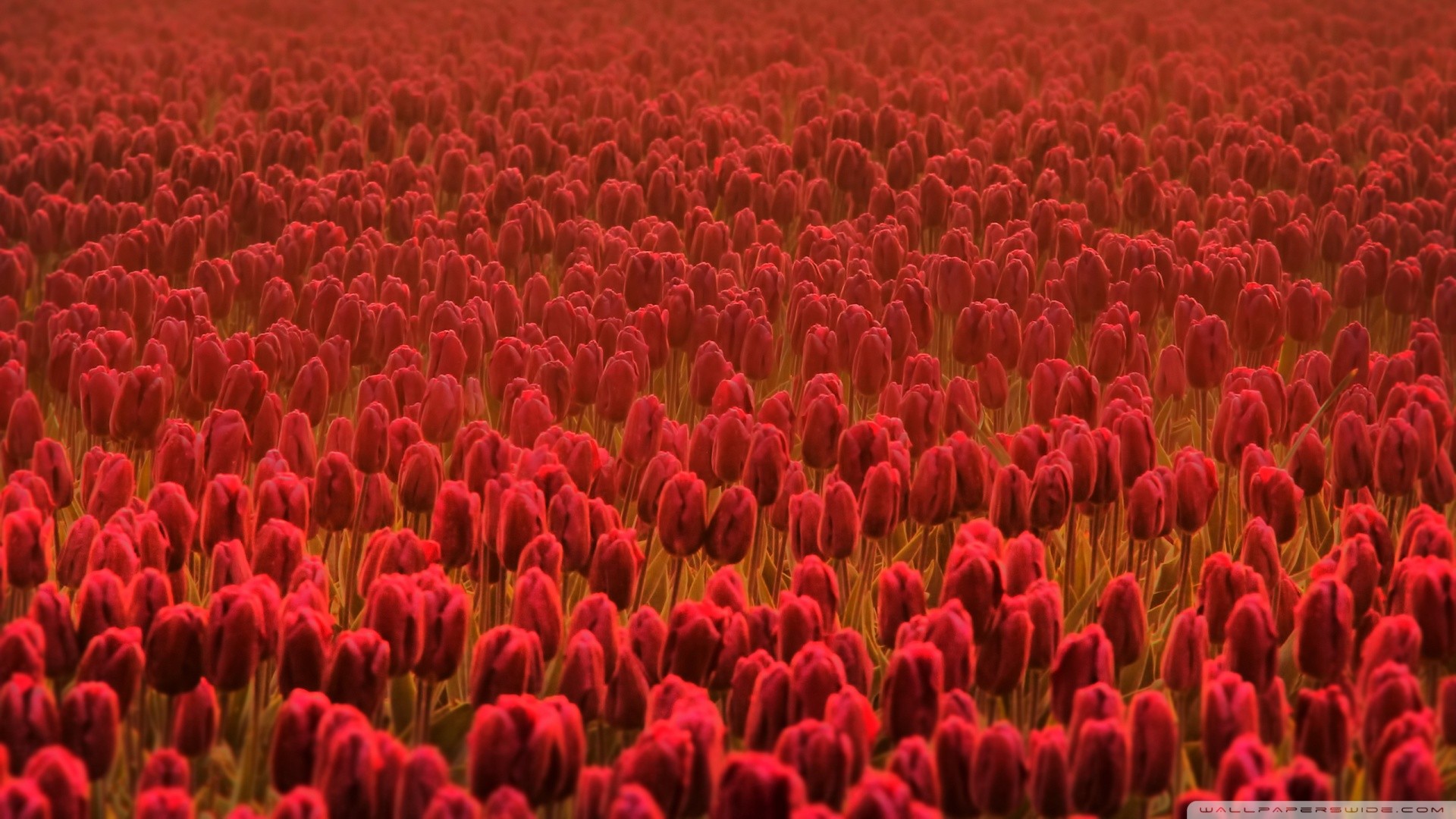 flowers, Tulips, Red flowers Wallpaper