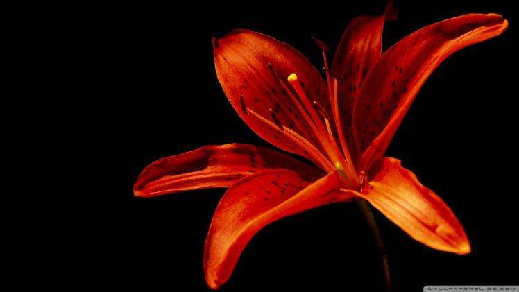 macro, Flowers, Orange flowers, Lilies HD Wallpaper Desktop Background