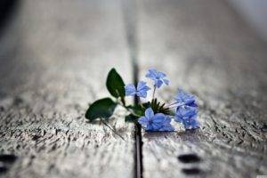 wooden surface, Flowers, Macro, Depth of field, Blue flowers