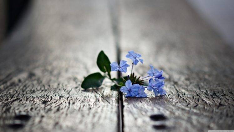 wooden surface, Flowers, Macro, Depth of field, Blue flowers HD Wallpaper Desktop Background