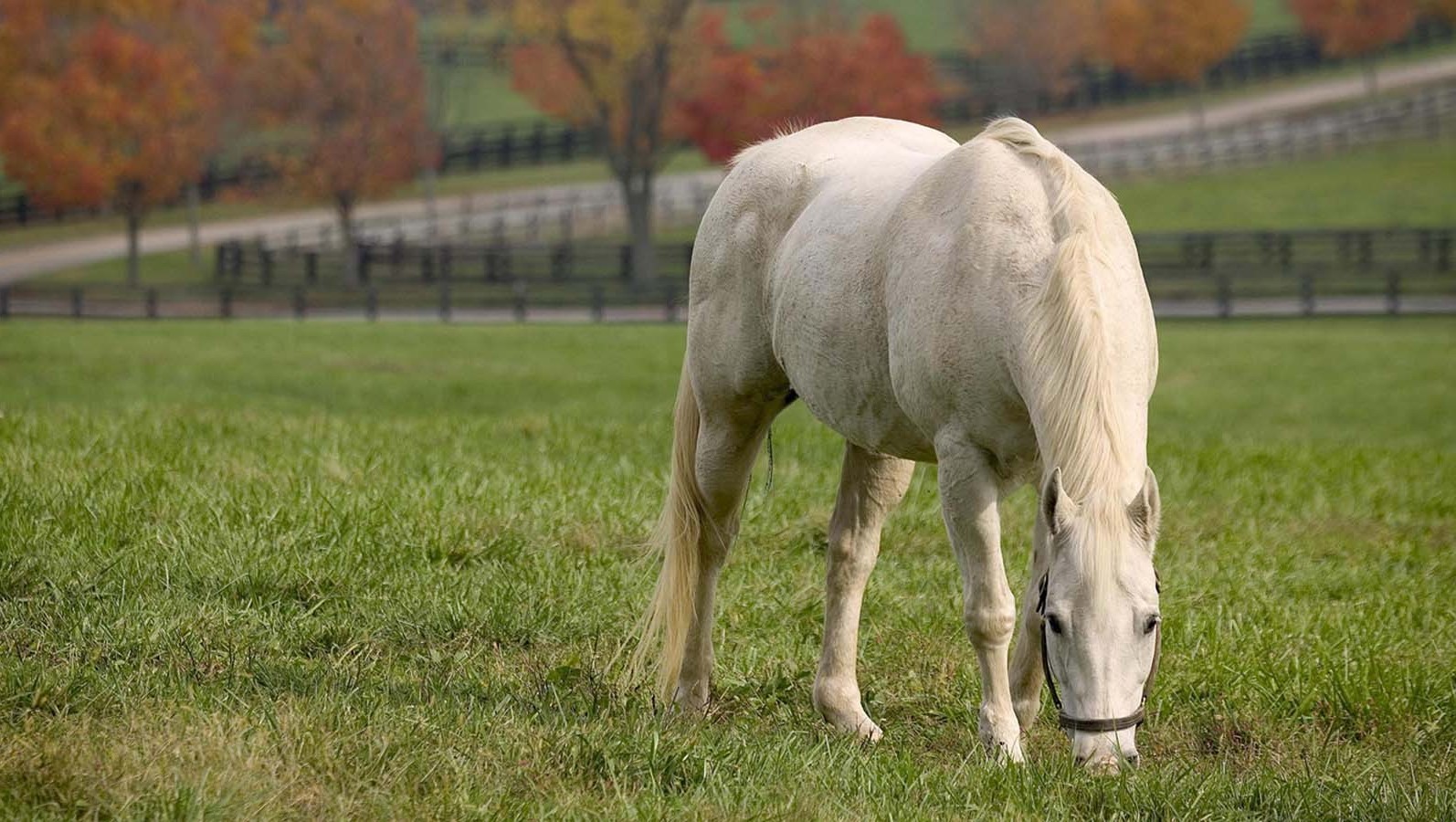 horse Wallpaper