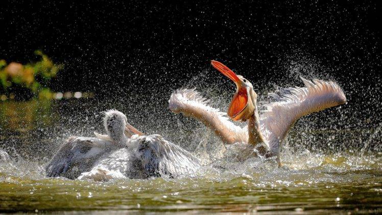 pelicans, Birds, Animals HD Wallpaper Desktop Background