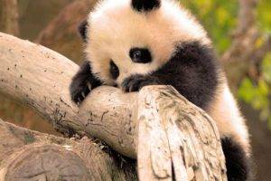 panda, Animals, Baby animals, Branch