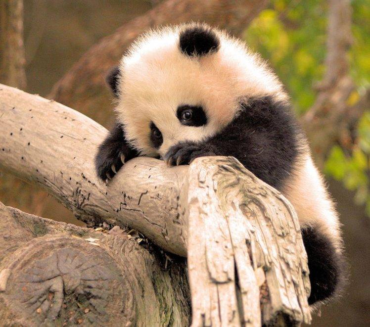 panda, Animals, Baby animals, Branch HD Wallpaper Desktop Background