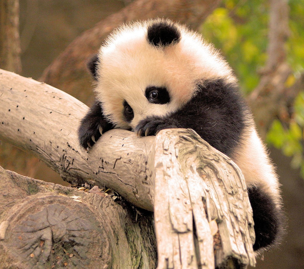 panda, Animals, Baby animals, Branch Wallpapers HD / Desktop and Mobile Backgrounds