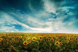 sunflowers, Field, Sky, Clouds