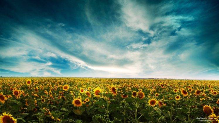 sunflowers, Field, Sky, Clouds HD Wallpaper Desktop Background