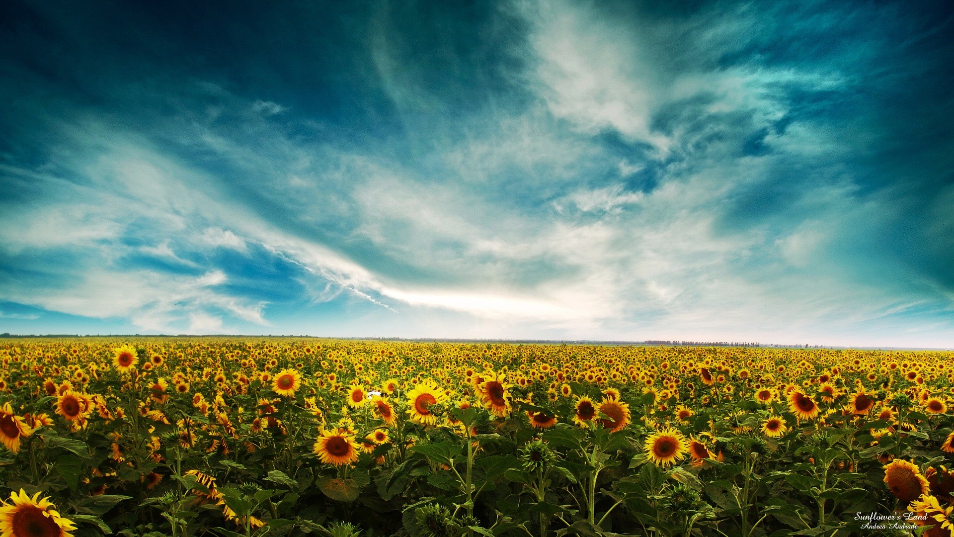 sunflowers, Field, Sky, Clouds Wallpaper
