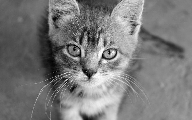 cat, Monochrome, Animals HD Wallpaper Desktop Background