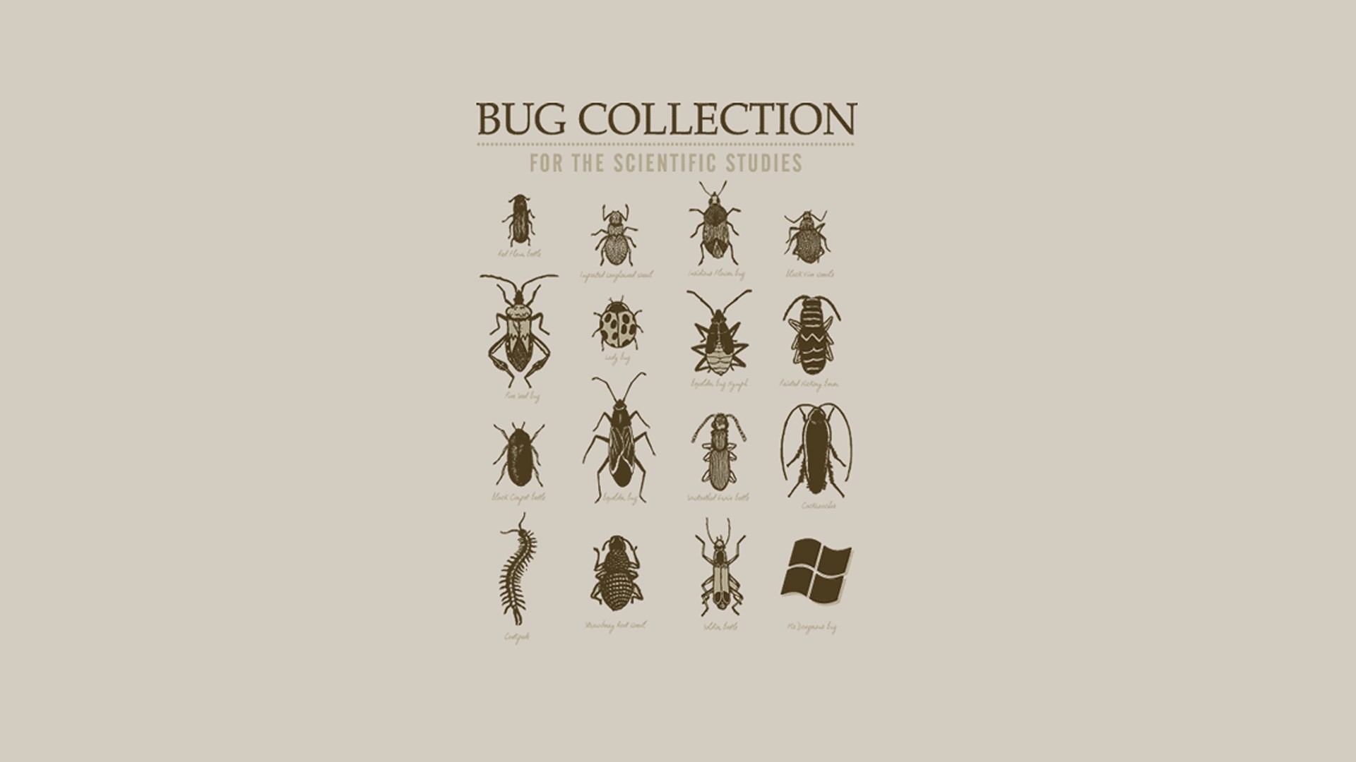 insect, Infographics, Science, Animals Wallpaper