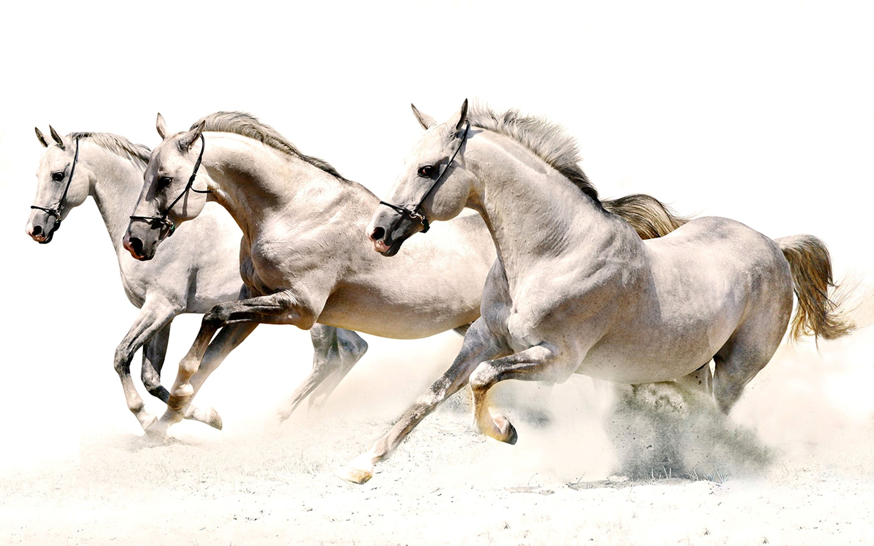 horse Wallpaper