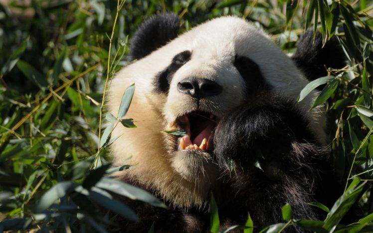 panda, Animals, Bears HD Wallpaper Desktop Background