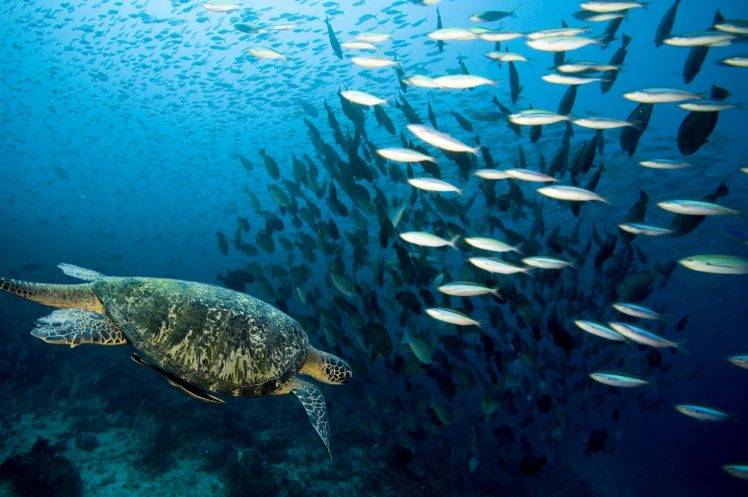 underwater, Animals, Turtle, Fish HD Wallpaper Desktop Background