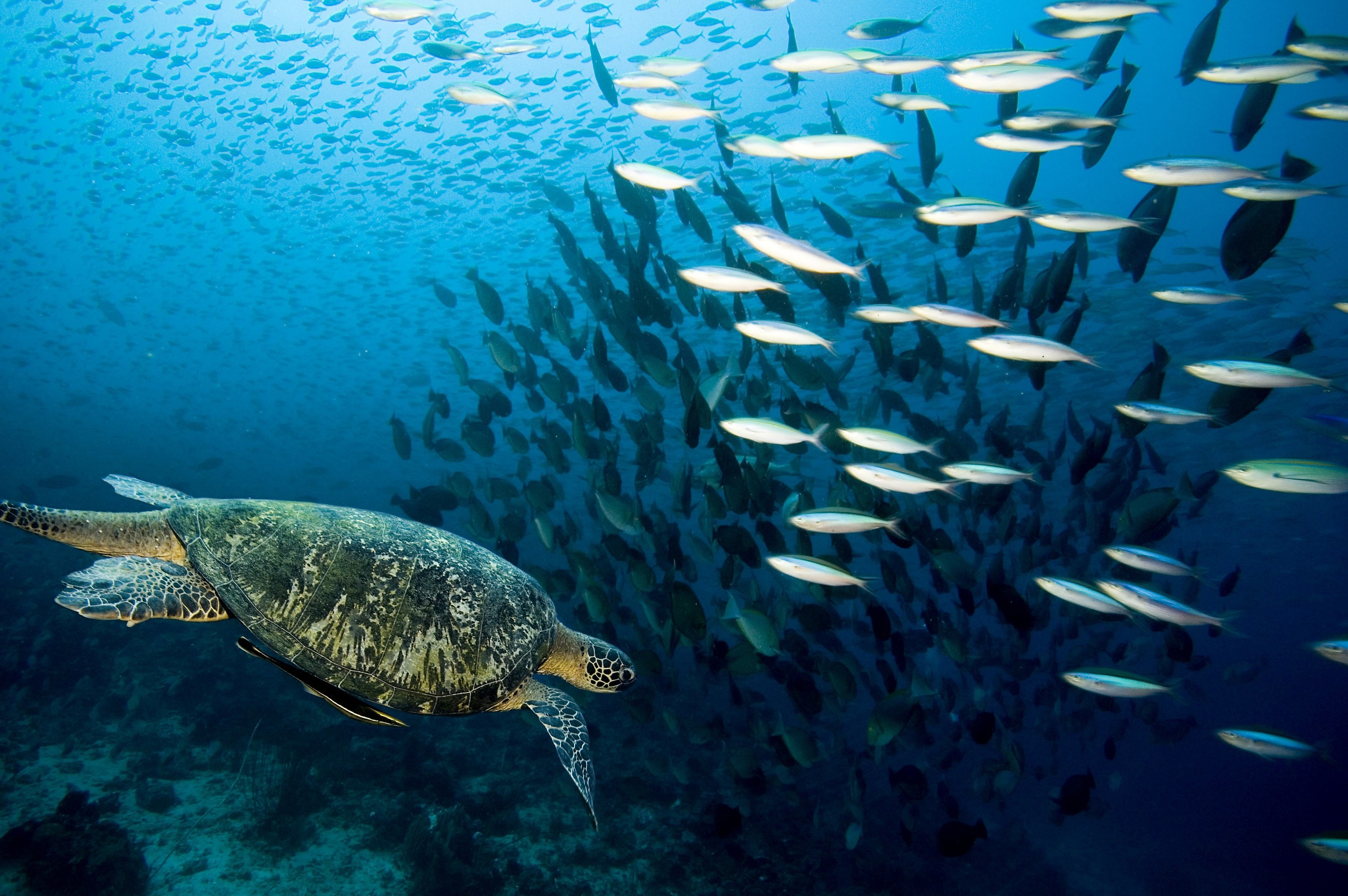 underwater, Animals, Turtle, Fish Wallpaper