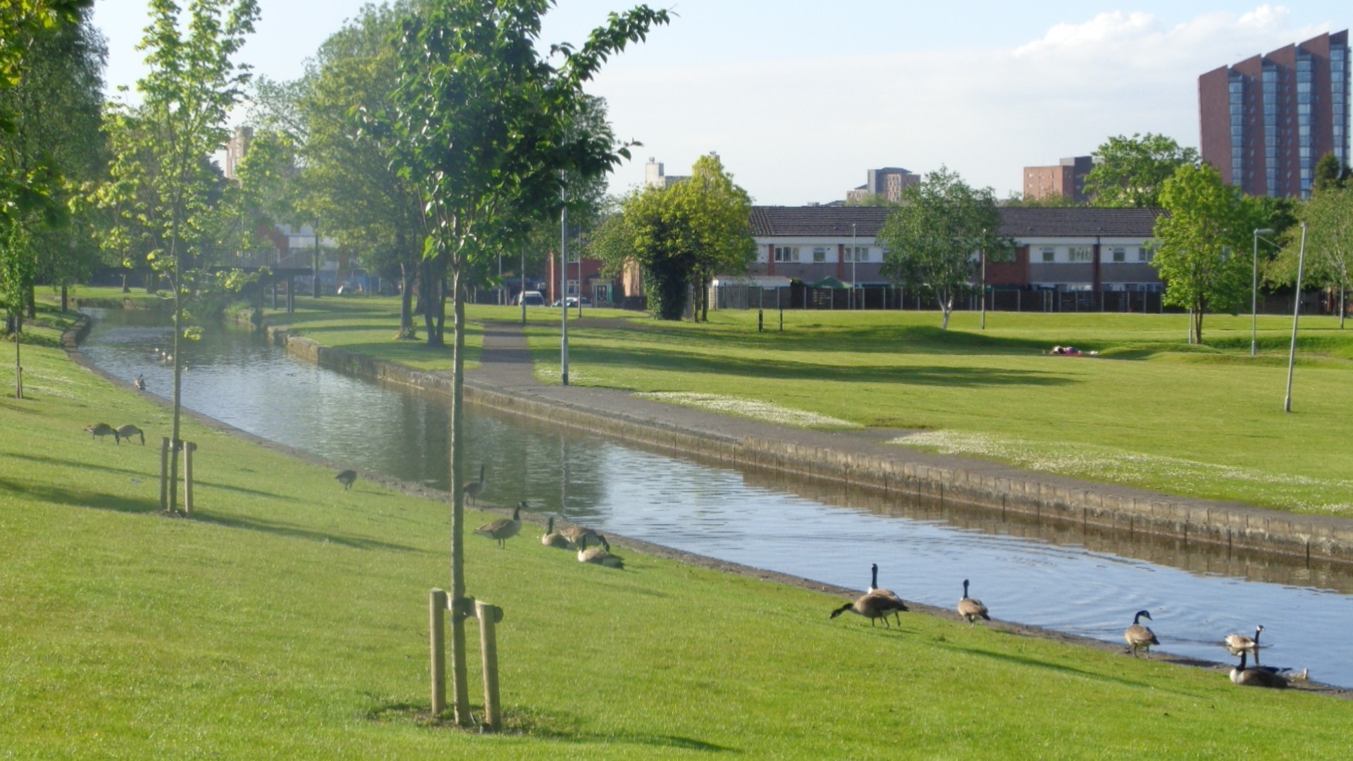 animals, Cityscape, Park Wallpaper