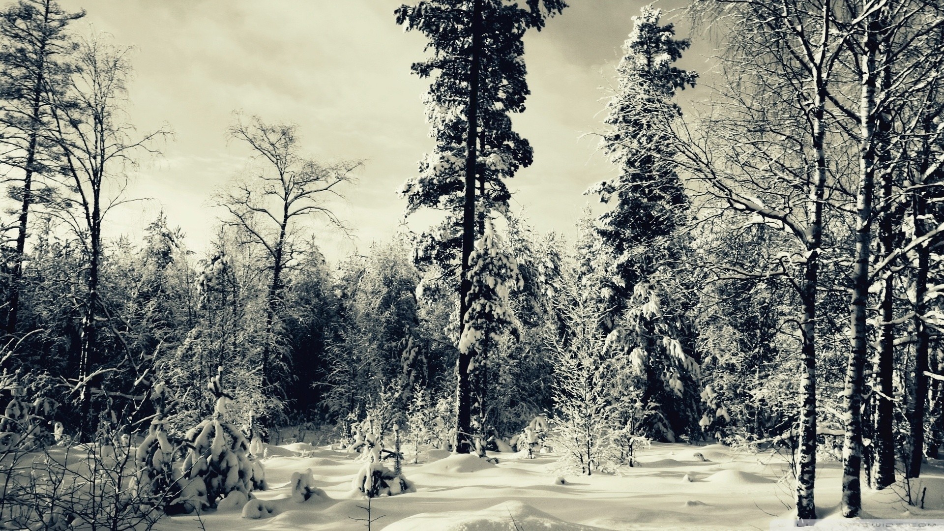 winter, Forest Wallpaper