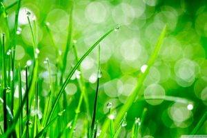 grass, Macro, Nature, Water drops