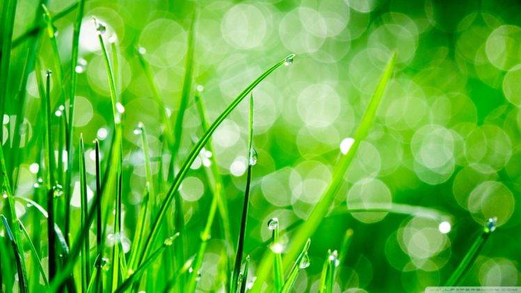 grass, Macro, Nature, Water drops HD Wallpaper Desktop Background
