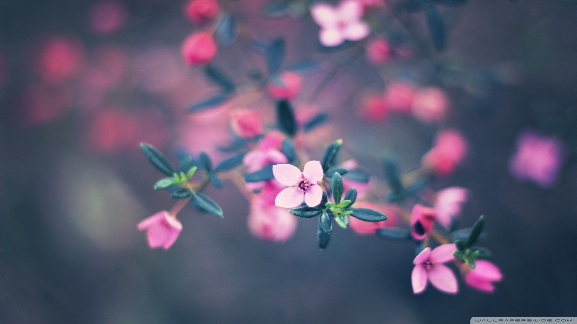 plants Wallpaper