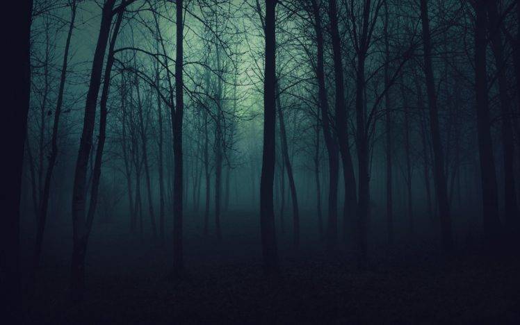 mist, Trees, Forest HD Wallpaper Desktop Background