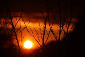 Sun, Branch, Silhouette, Sunset