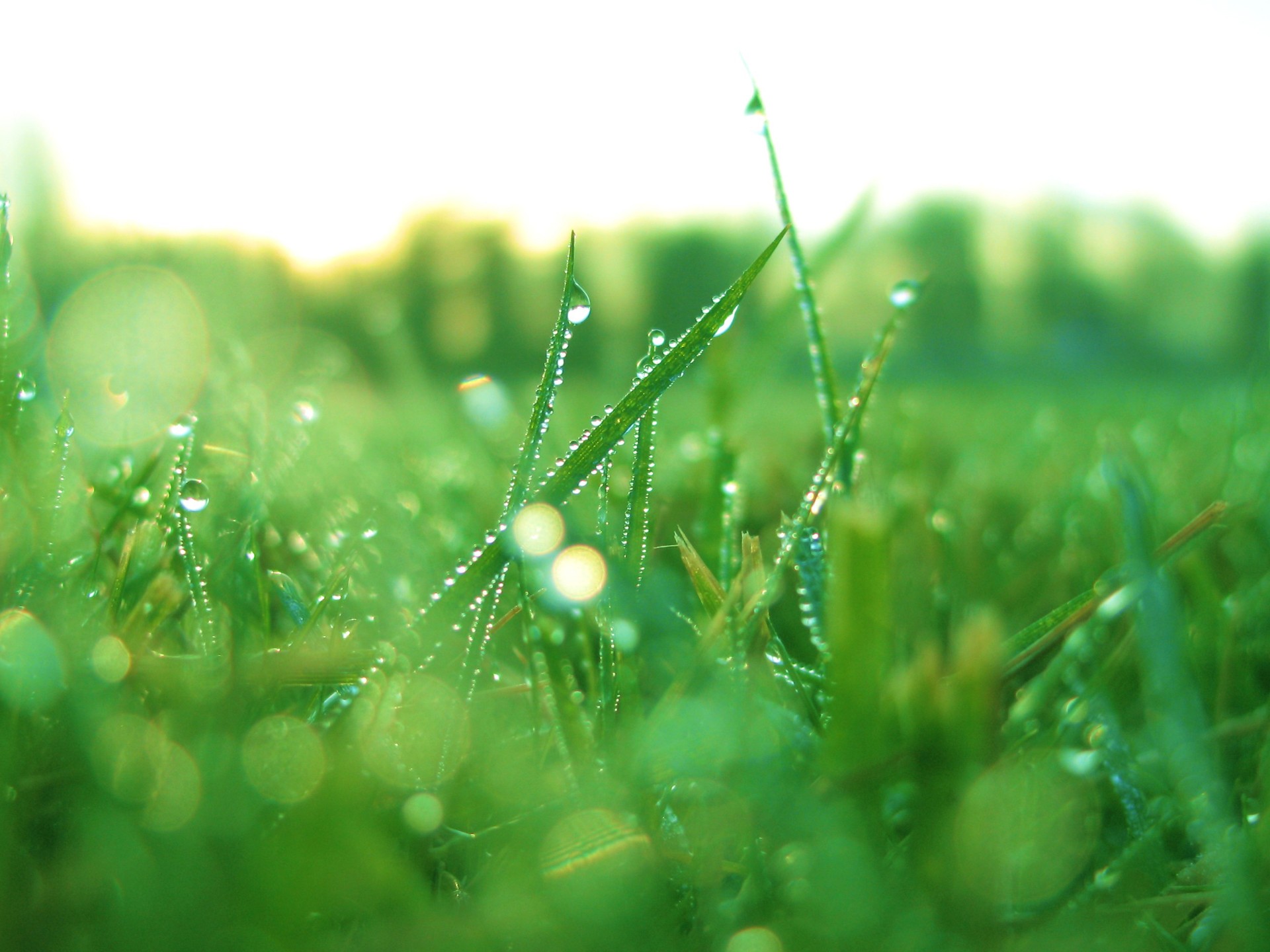 grass Wallpaper