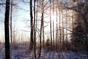 forest, Winter